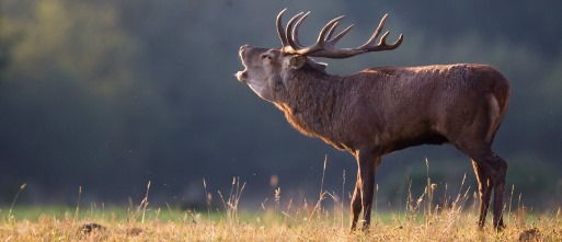 Cerf élaphe - crédit: D. Gest